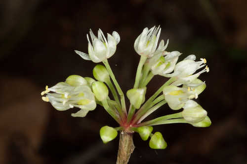 Allium tricoccum #2